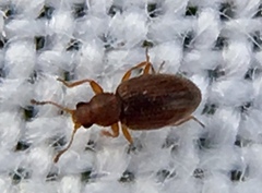 Corticarina similata