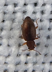 Corticarina similata