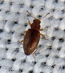 Corticarina similata