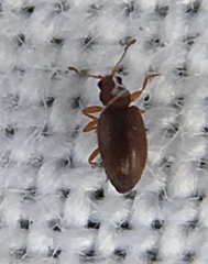 Corticarina similata