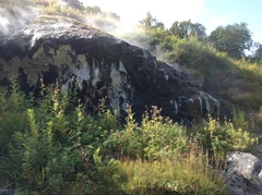 Cirsium kamtschaticum