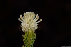 Serruria millefolia