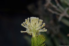 Serruria millefolia