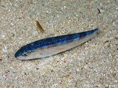 Red Mullet photo 3