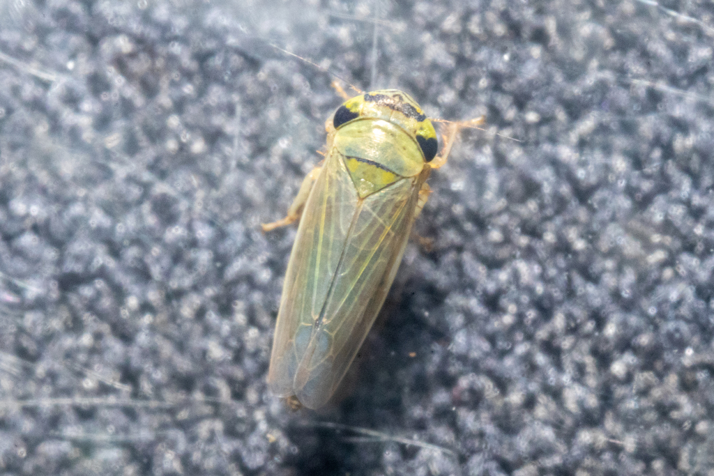 Ophiolix cuneatus