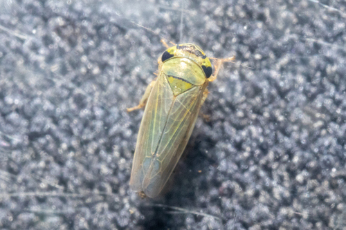 Ophiolix cuneatus