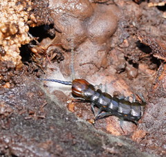 Cormocephalus esulcatus