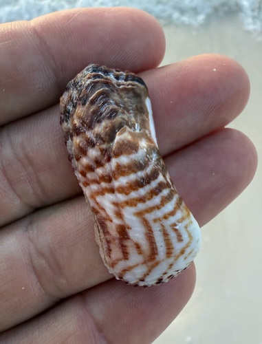 Arca zebra