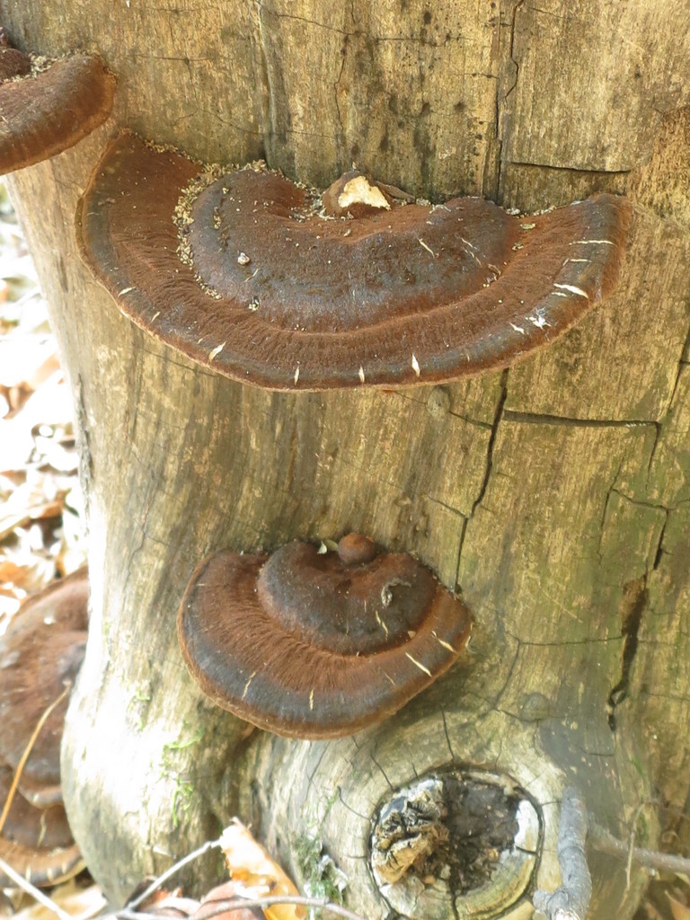 Ischnoderma benzoinum