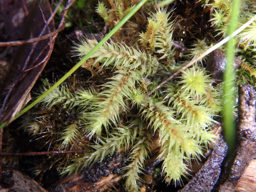 Breutelia affinis