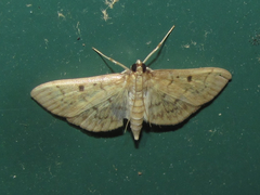 Herpetogramma fluctuosalis