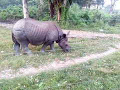 Rhinoceros unicornis