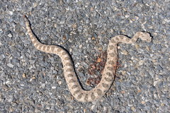 Crotalus cerastes cerastes