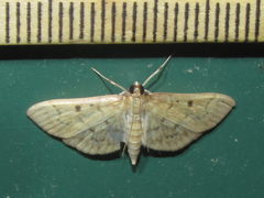 Herpetogramma fluctuosalis