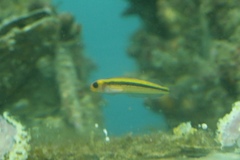 Forsterygion maryannae