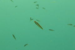 Forsterygion maryannae