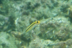 Forsterygion maryannae