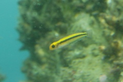 Forsterygion maryannae