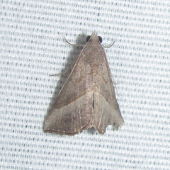 Hypena degesalis