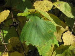 Corylus sieboldiana mandshurica