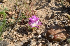 Cleretum hestermalense