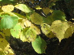 Corylus sieboldiana mandshurica