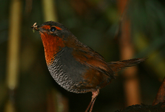 Scelorchilus rubecula