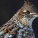 Ruffed Grouse - Photo (c) Heather Pickard, some rights reserved (CC BY-NC), uploaded by Heather Pickard