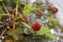 Fragaria nubicola