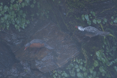 Merganetta armata armata