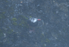 Merganetta armata armata