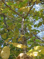 Corylus sieboldiana mandshurica