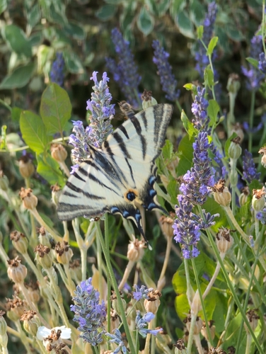 Iphiclides podalirius
