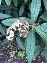 Viburnum rhytidophyllum