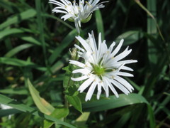 Stellaria radians