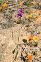 Ixia ramulosa