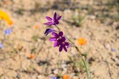 Ixia ramulosa