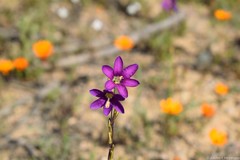 Ixia ramulosa