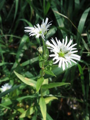 Stellaria radians