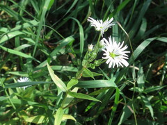 Stellaria radians