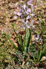 Cyanella orchidiformis
