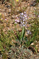 Cyanella orchidiformis