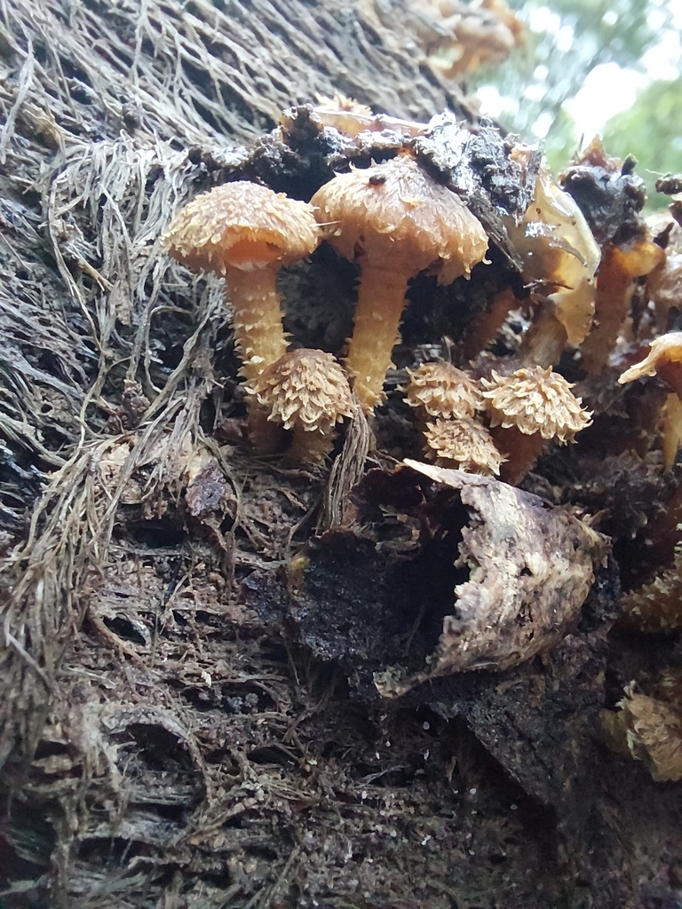 Psathyrella echinata · June 2025 · photo: © nigel_charman (iNaturalist, cc0)