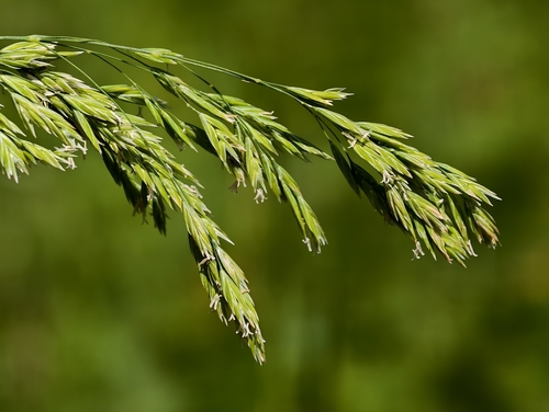 Poa hybrida, 2025-06-30
