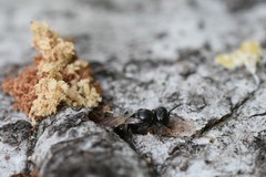 Crossocerus