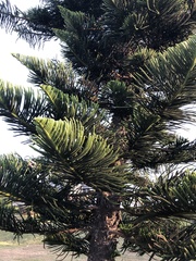 Araucaria heterophylla