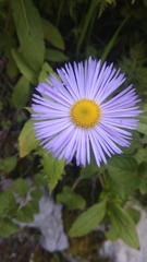 Erigeron multiradiatus