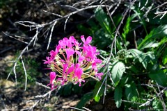 Pelargonium incrassatum