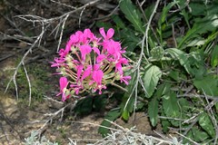 Pelargonium incrassatum