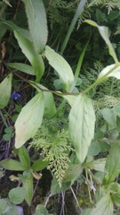 Erigeron multiradiatus